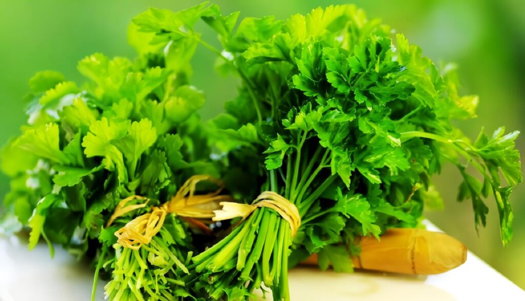 Cultivo de Cilantro: proceso agrícola para la siembra y cosecha