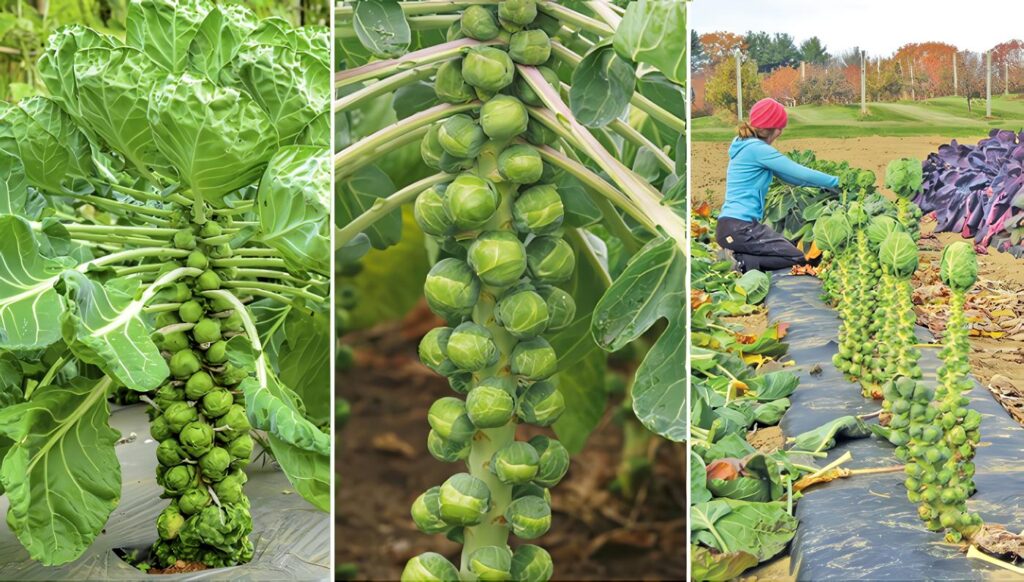Cultivo de Coles de Bruselas: cuidado y cosecha