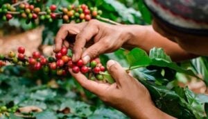 Historia del Café en Colombia