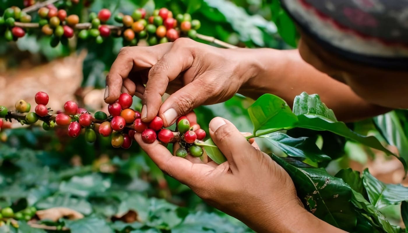 Historia del Café en Colombia