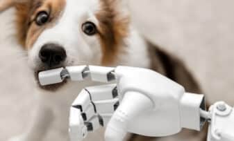 IA comunicarnos con animales