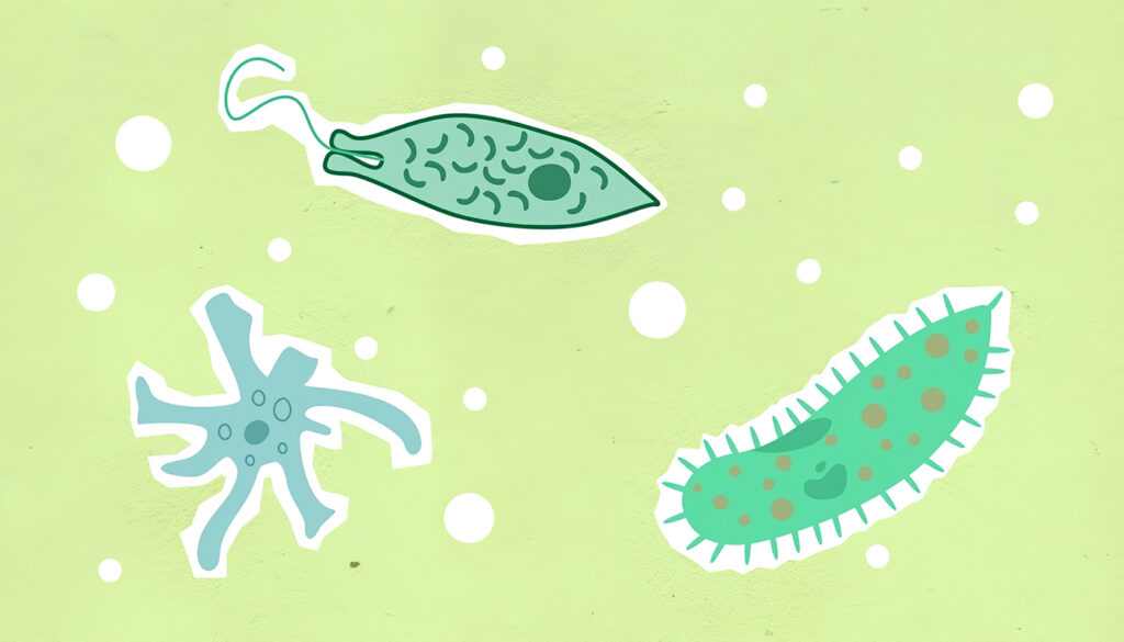 Reino Protista