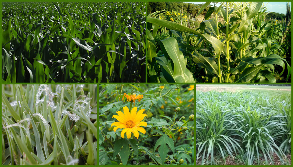 Plantas Forrajeras
