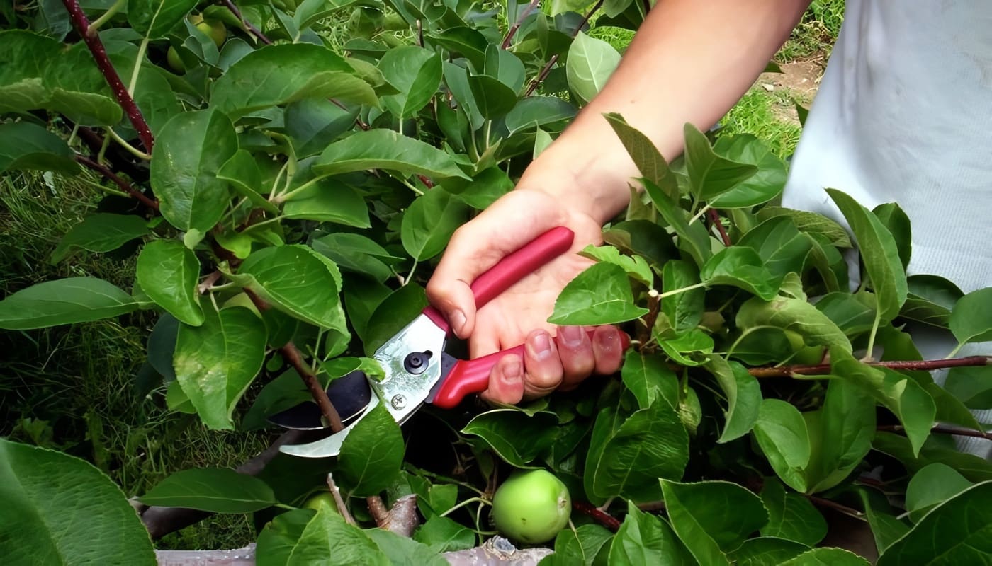 Técnicas de Jardinería