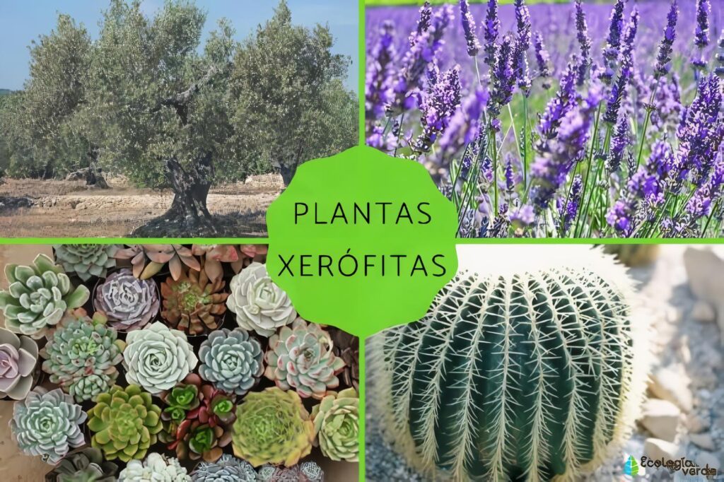 Plantas Xerófilas