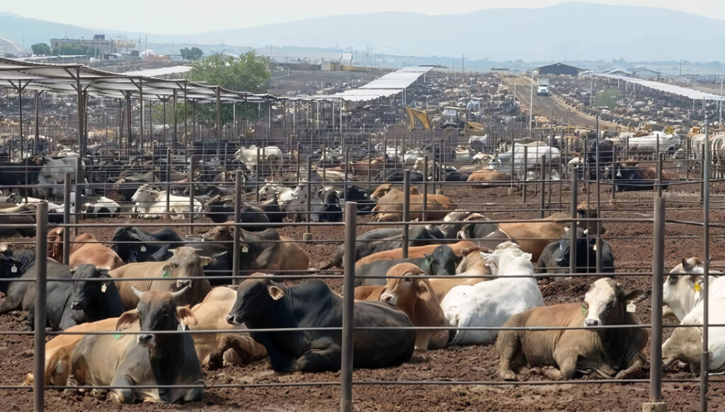Impacto Ambiental de la Ganadería