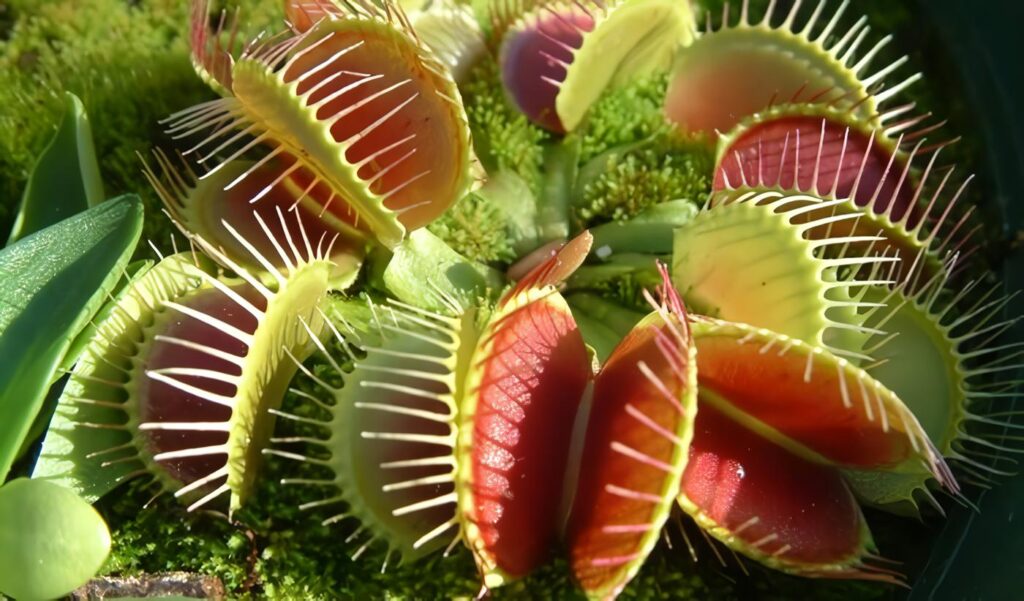 Plantas Carnívoras