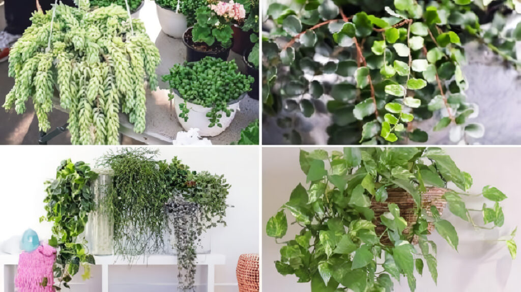 Plantas Colgantes