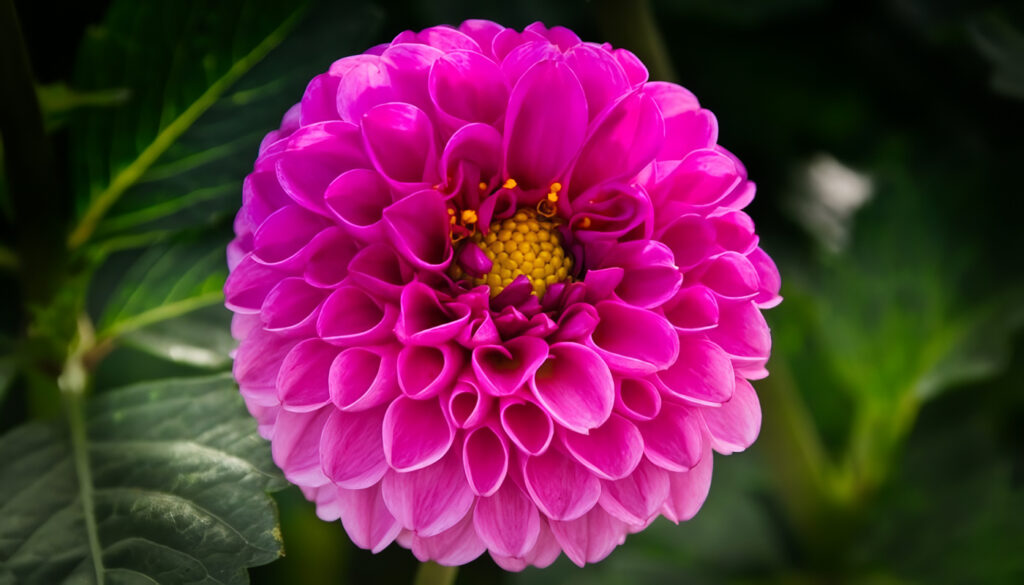 Plantas Ornamentales