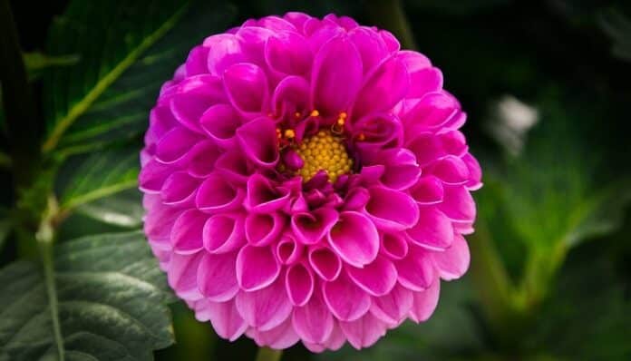 Plantas Ornamentales