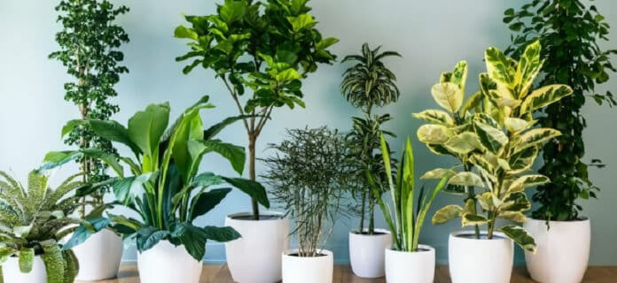 Plantas de Interior