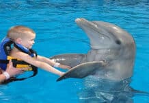 La terapia con delfines