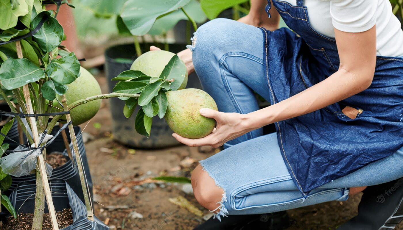 Cultivo del Pomelo