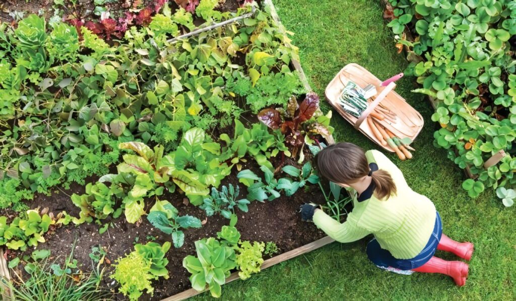 Formas de Controlar las Plagas y Enfermedades en su Jardín