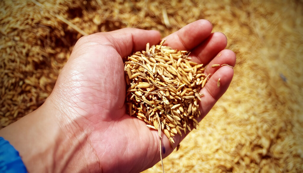 Cascarilla de Arroz