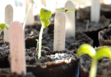 Cultivar un futuro saludable