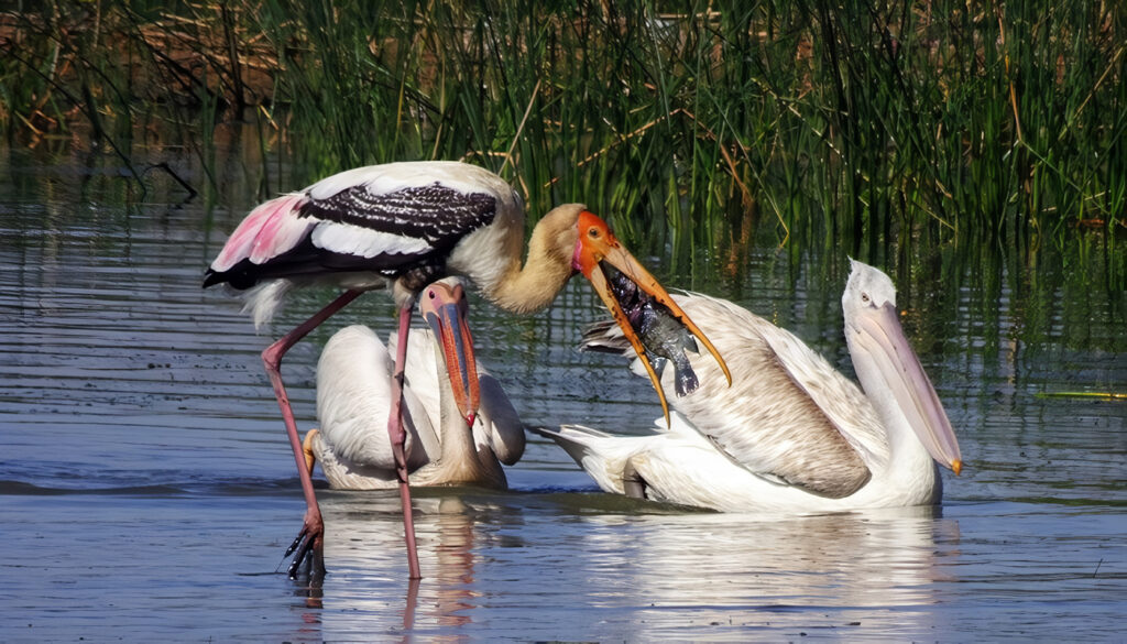 Directiva de Aves y Hábitats de la Unión Europea para Proteger la Biodiversidad de Europa