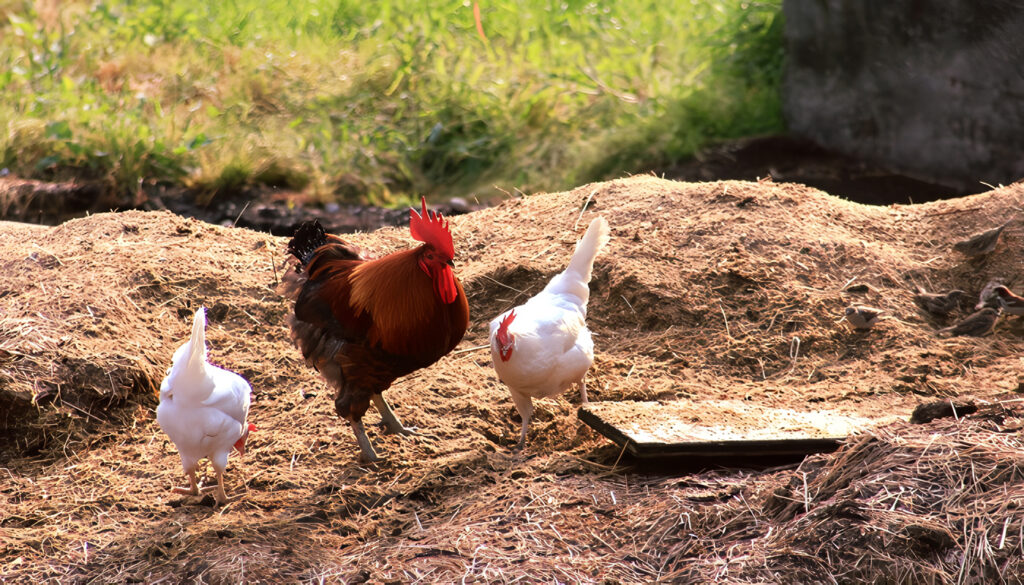 Gallinaza