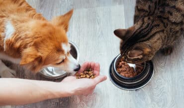 Sobrepeso en perros y gatos