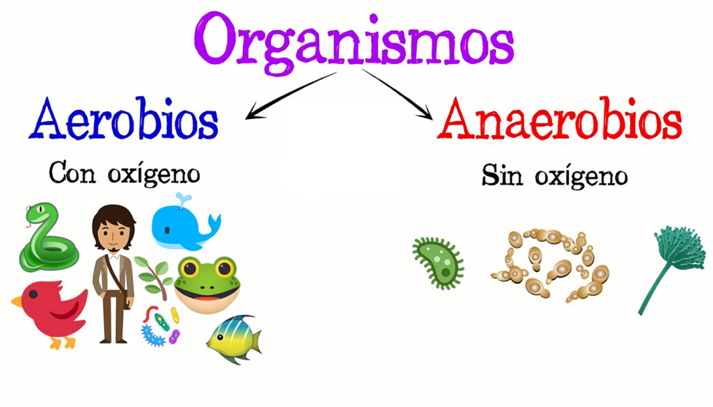 Ambientes anaeróbicos y aeróbicos