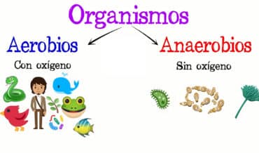 Ambientes anaeróbicos y aeróbicos