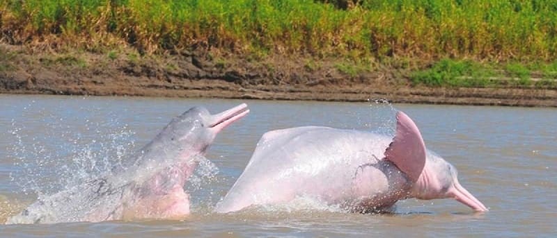 Avistamiento del delfín rosado