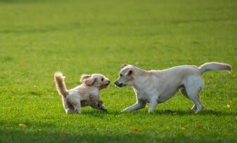 Cómo mejorar el comportamiento de mi perro con otros perros
