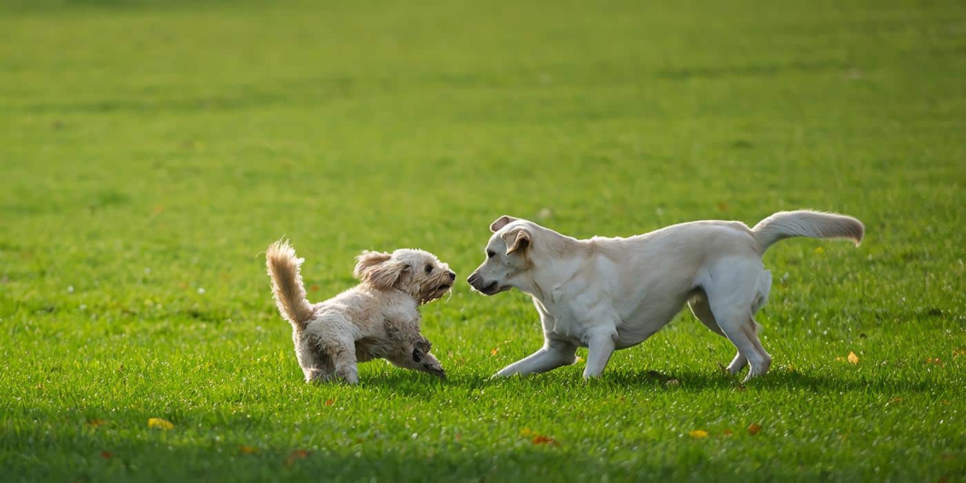 Cómo mejorar el comportamiento de mi perro con otros perros