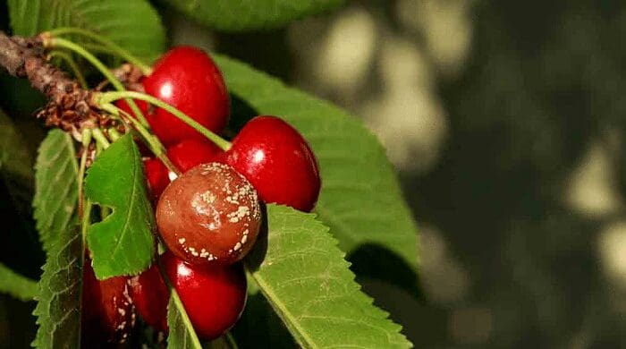 Enfermedades del cultivo de Cerezas