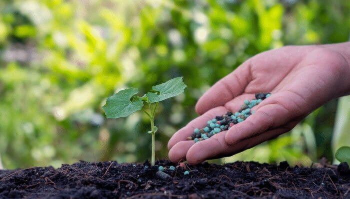 Fertilizante en cultivos para que crezcan