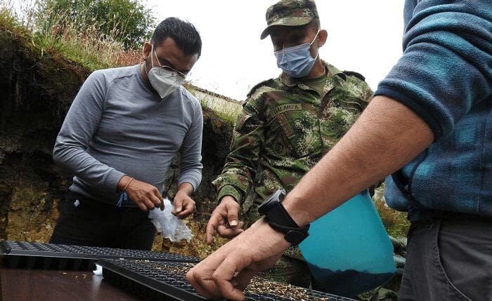 Un protocolo para la germinación del frailejón