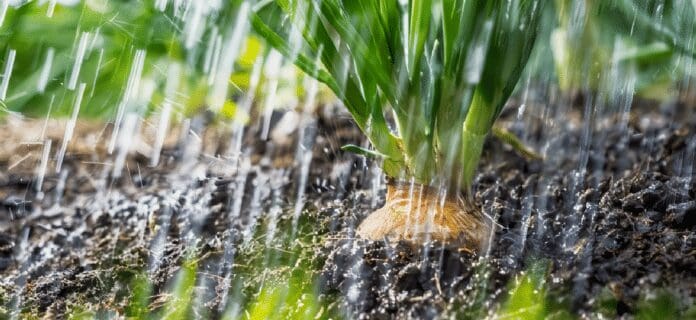Agua lluvia en la agricultura