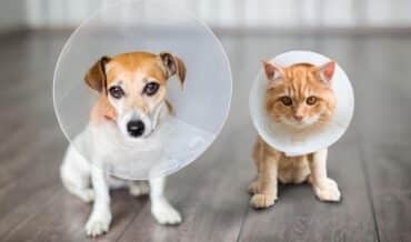Cuidar a tu perro o gato después de una cirugía