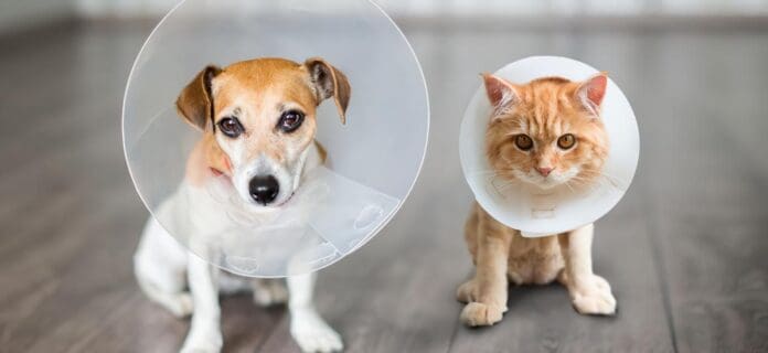 Cuidar a tu perro o gato después de una cirugía