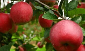 Cultivo de Manzana agroindustria