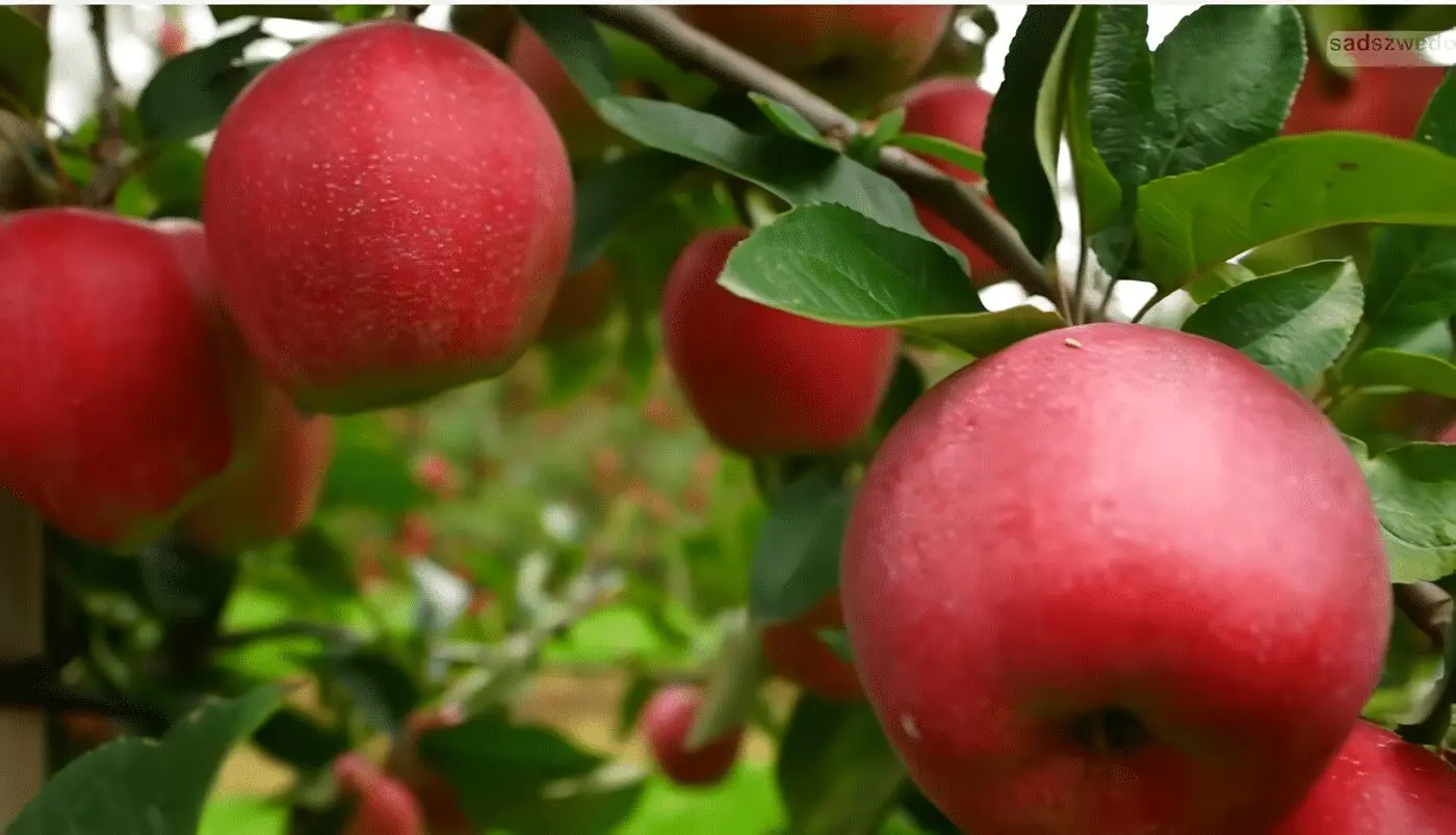 Cultivo de Manzana agroindustria