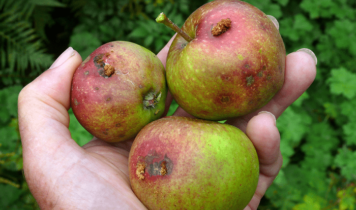 Cultivo de Manzana plagas y enfermedades