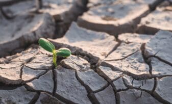 Manejo de la Sequía en la Agricultura