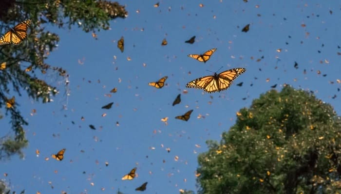 Mariposas indicadores de biodiversidad