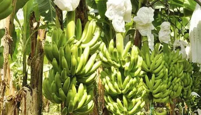 Plantación de Banano