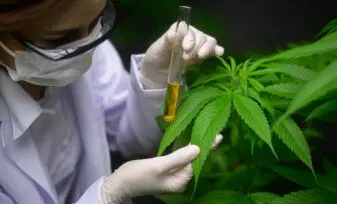 Todo sobre el cannabis medicinal