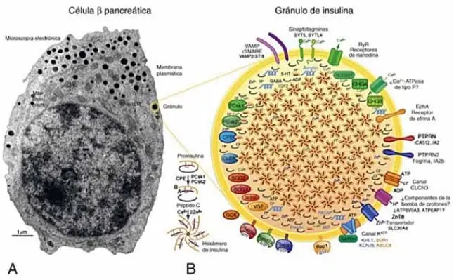 Micrografía Electrónica célula β humana - Gránulos de insulina