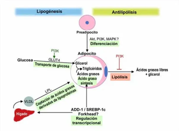 : Efectos pleiotrópicos de la insulina para promover el almacenamiento adiposo