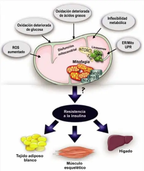 Posibles mecanismos  a la resistencia a la insulina