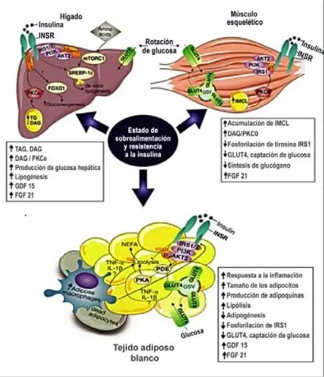 Mecanismos de resistencia a la insulina muscular