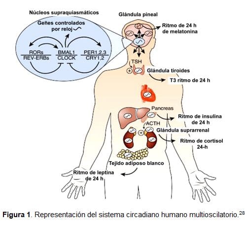 Representación del Sistema Circadiano Humano Multioscilatorio