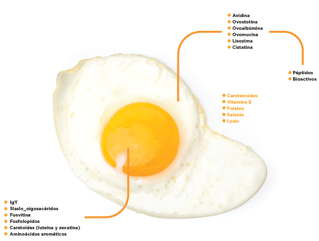 Componentes bioactivos del huevo