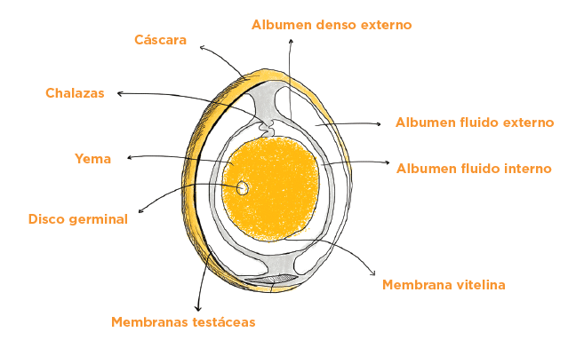 Corte trasversal del huevo y sus partes
