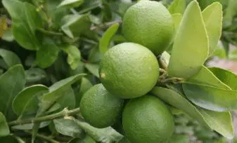 Cultivo del limon