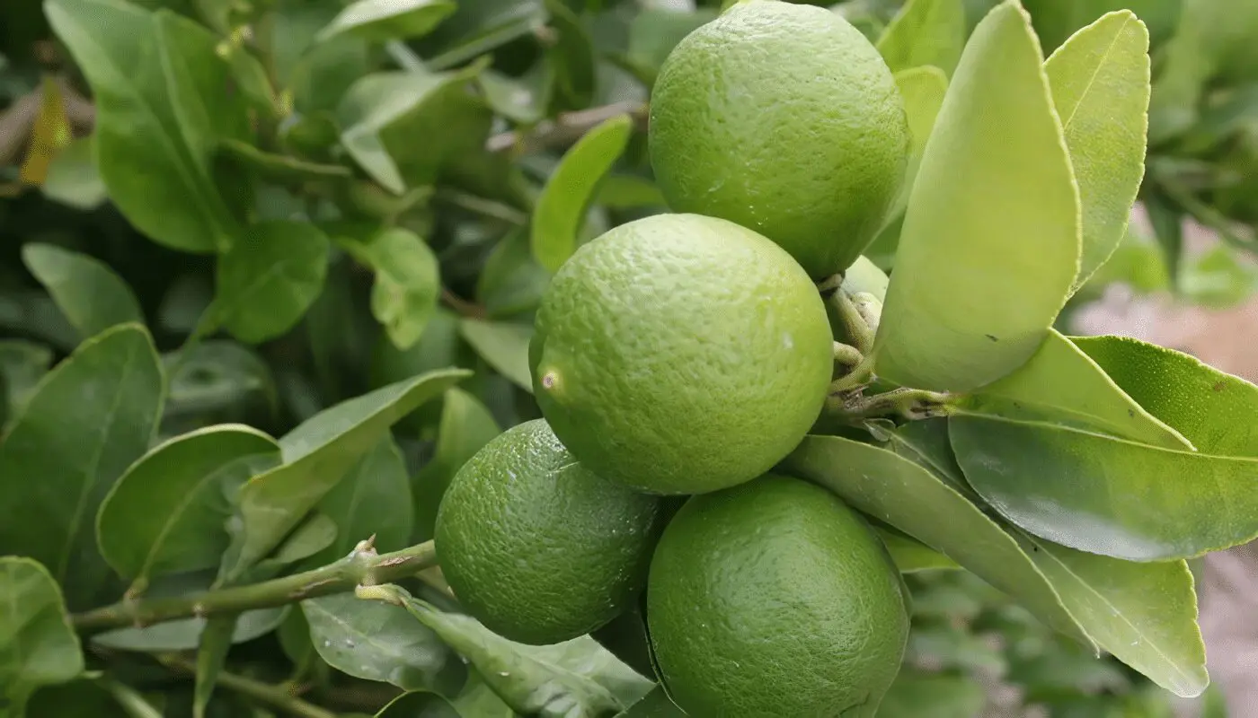 Cultivo del limon